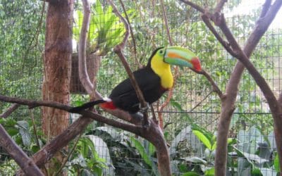 Costa Rica – Ein verlockendes und fantastisches Land