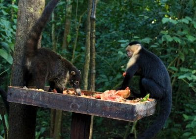 A monkey sitting on a branch in a forest