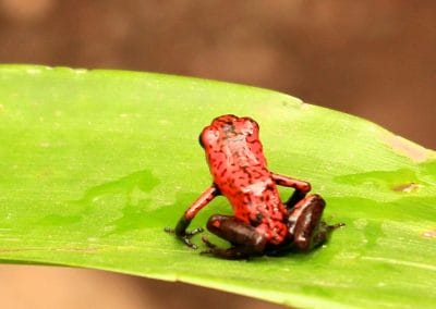 A green frog on a plant