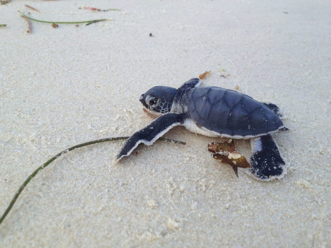 Eine Baby-Schildkröte am sauberen Strand Eine Baby-Schildkröte am sauberen Strand