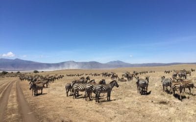 Tansania - ein Traum von Afrika A herd of zebra walking across a dry grass field