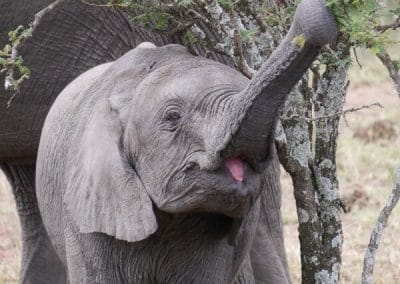 A elephant that is standing in the dirt
