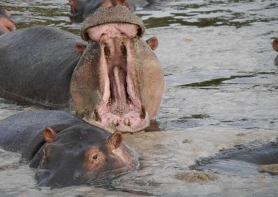 A baby hippo next to a body of water