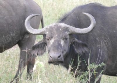 A black cow standing on top of a grass covered field