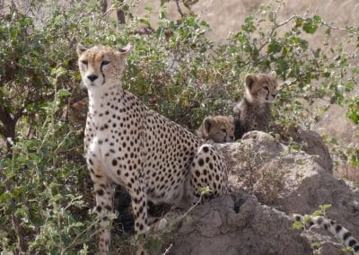 Drei sitzende Geparden