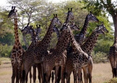 A herd of giraffe standing on top of a dry grass field