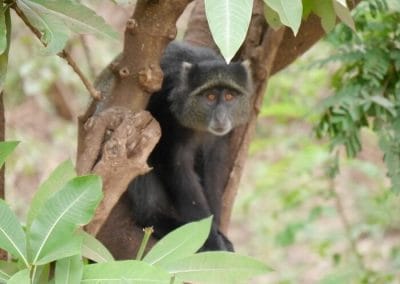 A monkey sitting on a branch