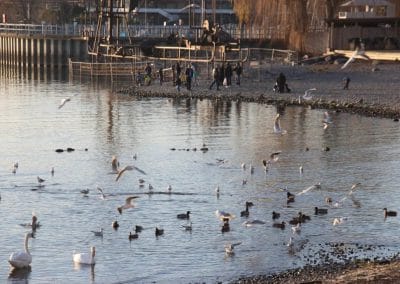Vögel im Wasser am Kiestrand mit Menschen