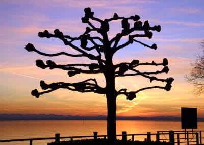 Baum vor Sonnenuntergang Friedrichshafen, Bodensee