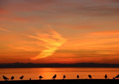 Sonnenuntergang mit Vögeln in Friedrichshafen, Bodensee