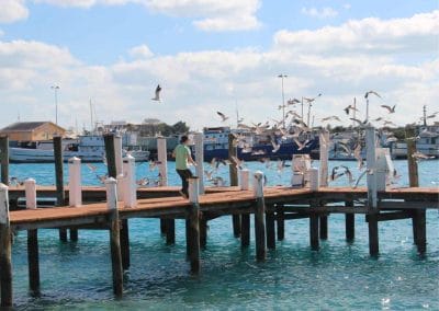 Tauben auf Paradise Island