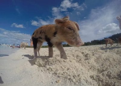 Schweinebaby läuft über Sandstrand