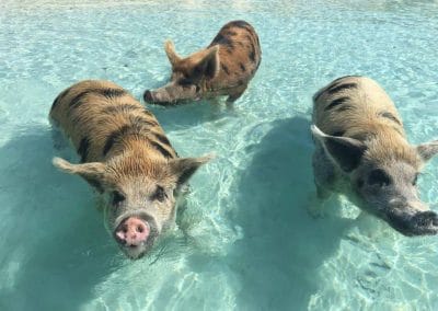 Drei Schweine stehen im smaragdgrünen Meer