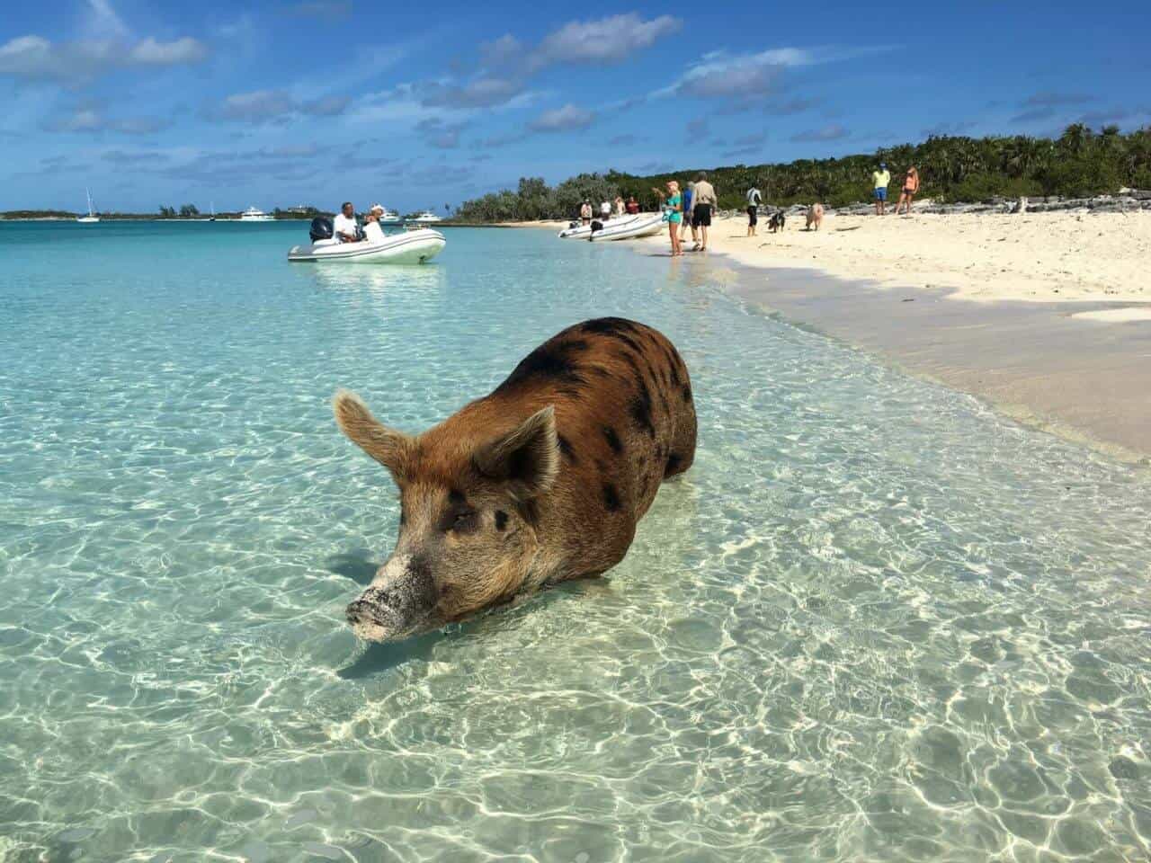 Schwein schwimmt im smaragdgrünen Meer