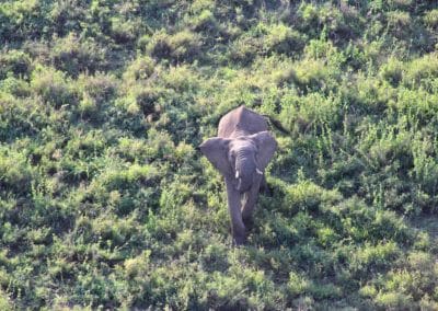 Der Elefanten Papa ist angriffslustig
