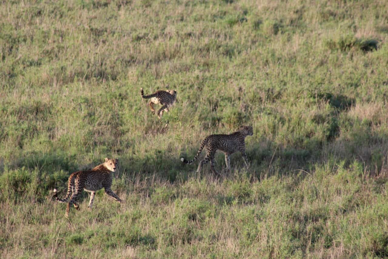 Geparden rennen über Gras