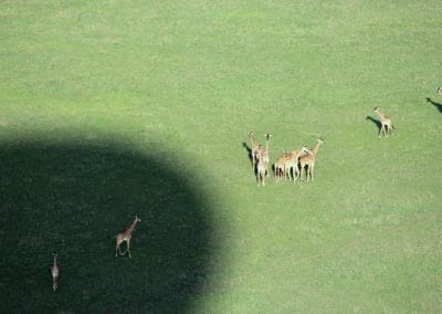 Giraffen im Schatten des Ballons