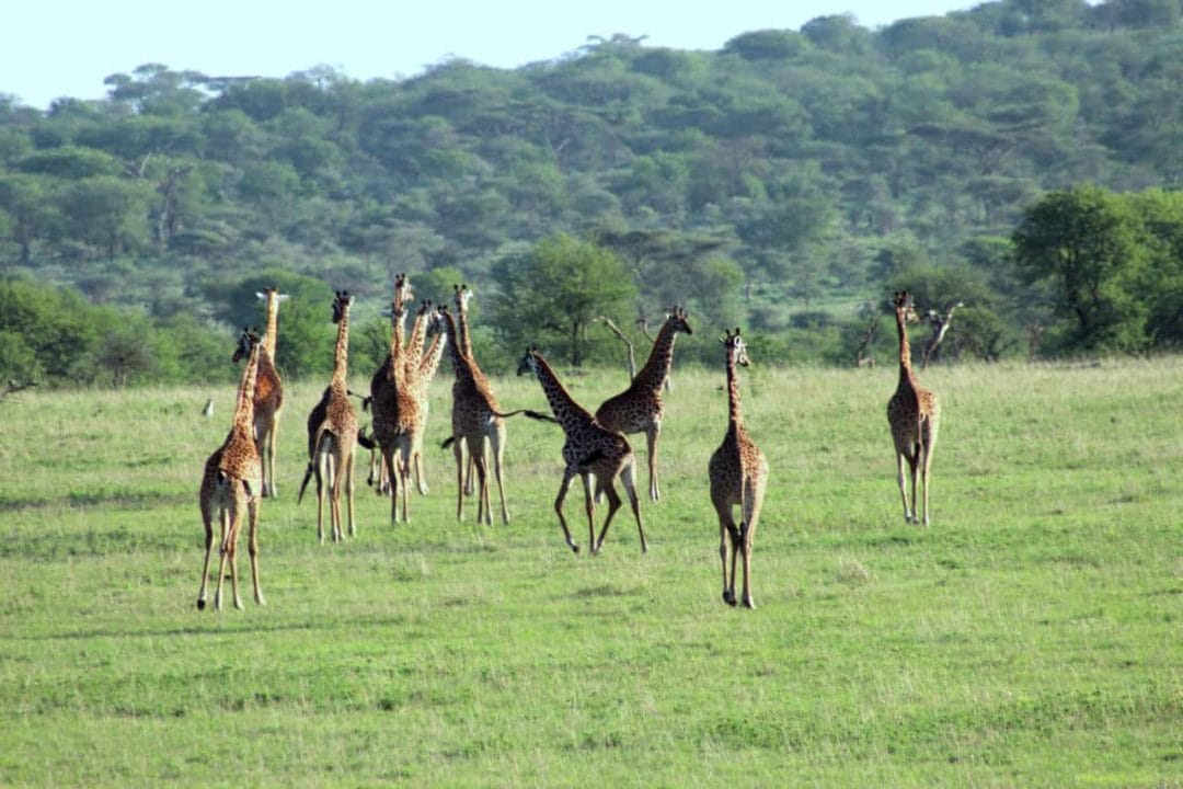 Giraffen imr Gras