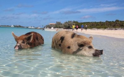 Zwei Schweine schwimmen im Meer