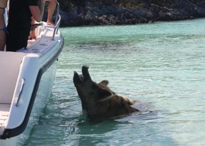 Ein schwimmendes Schwein wird vom Boot aus gefüttert