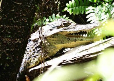 A close up of a reptile