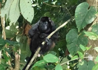 A monkey sitting on a branch