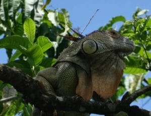 Leguan auf Baum
