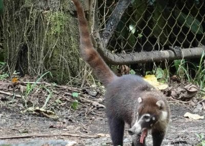 A panda bear walking across a dirt road