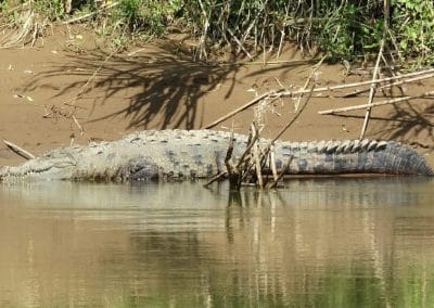 An animal swimming in the water