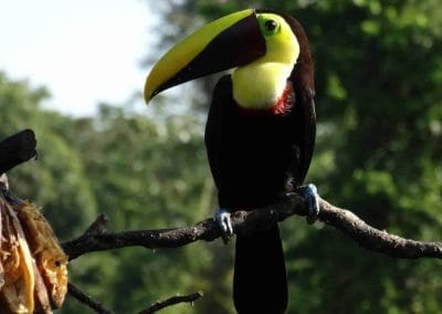A bird sitting on a branch