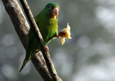 A colorful bird perched on a tree branch