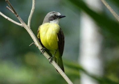 A small bird perched on a tree branch