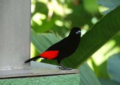 A black and red bird sitting on a branch