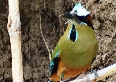 A bird sitting on a branch