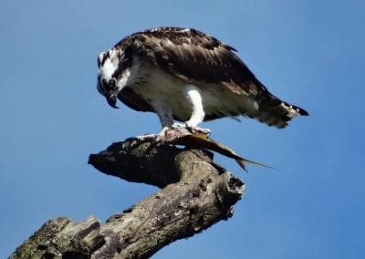 A bird perched on a tree branch