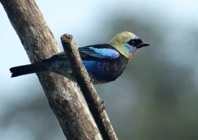 A small blue bird perched on a tree branch