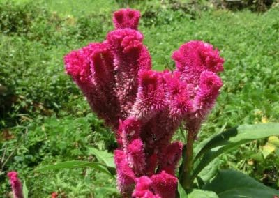 A pink flower in a field