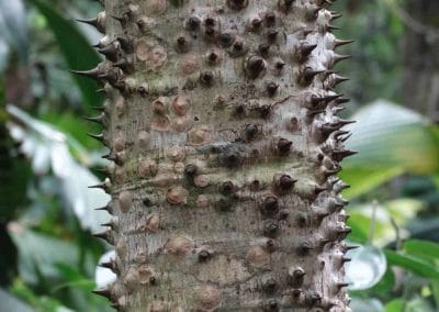 A close up of a tree