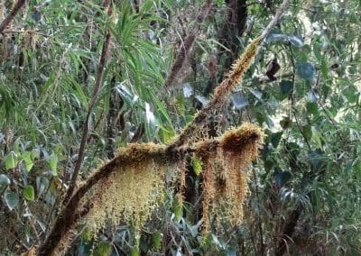 Pflanze im Regenwald