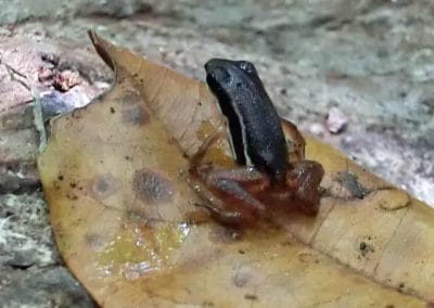 Schwarzer kleiner Frosch auf Blatt