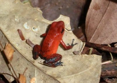 Kleiner roter Frosch auf Blatt