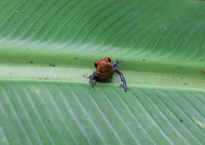 A close up of a small red frog
