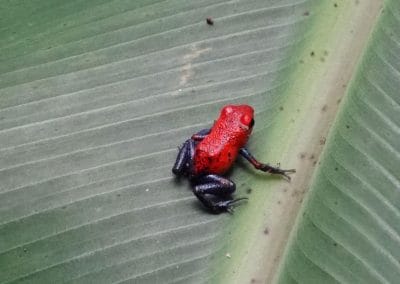 Kleiner Roter Frosch auf grünem Blatt