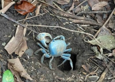 a blue crab