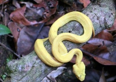 A close up of a yellow snake