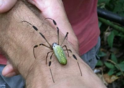A person holding a green spider