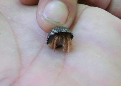 A hand holding a small shrimp in a shell