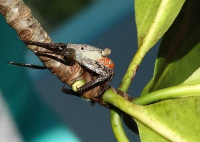 A tiger crab on a branch