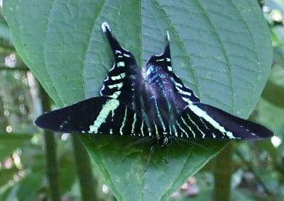 Ein Schmetterling auf einen Blatt
