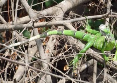 A lizard on a branch